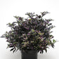 25 Ornamental Pepper Seeds Purple Flash