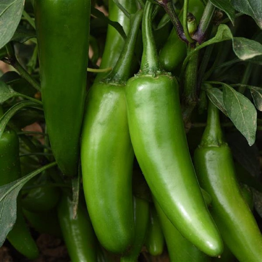 Pepper Seeds 25 Seeds Pepper Pot A Peno Jalapeno Pepper