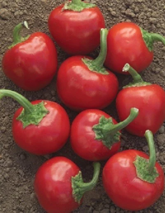 100 Red Hot Cherry Pepper Vegetable Seeds Pepper Seeds