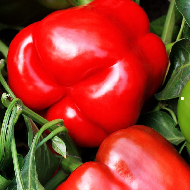 25 Red Knight Pepper Seeds Red Bell Pepper