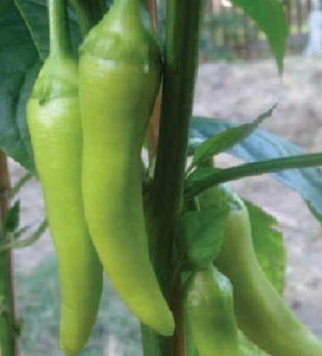 200 Pepper Seeds Sweet Banana Peppers Garden Seeds