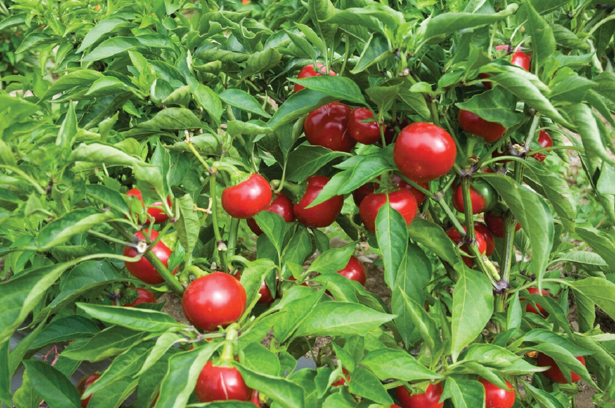 100 Red Sweet Cherry Pepper Seeds Sweet Pepper