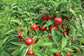 100 Red Sweet Cherry Pepper Seeds Sweet Pepper