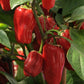 Pepper Seeds 25 Seeds Pepper Sweet Heat Mild Chili Pepper