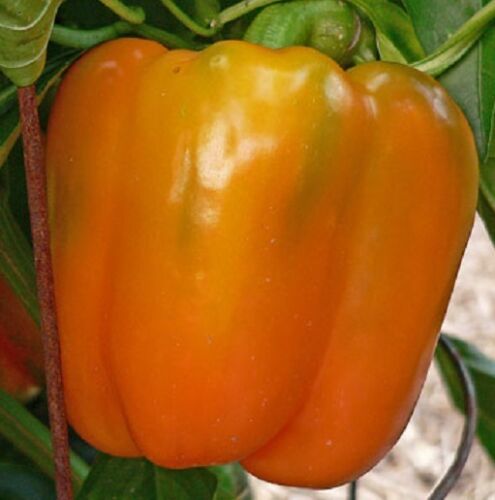 200 Pepper Seeds Sweet Horizon Orange Sweet Pepper