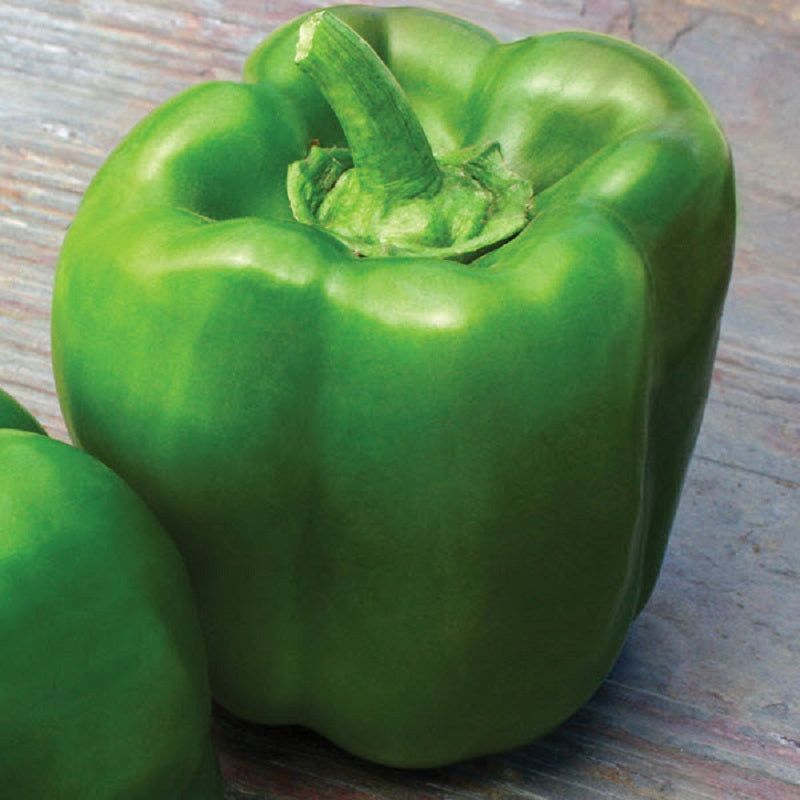 25 Touchdown Bell Pepper Seeds F1 Hybrid Big Green Pepper