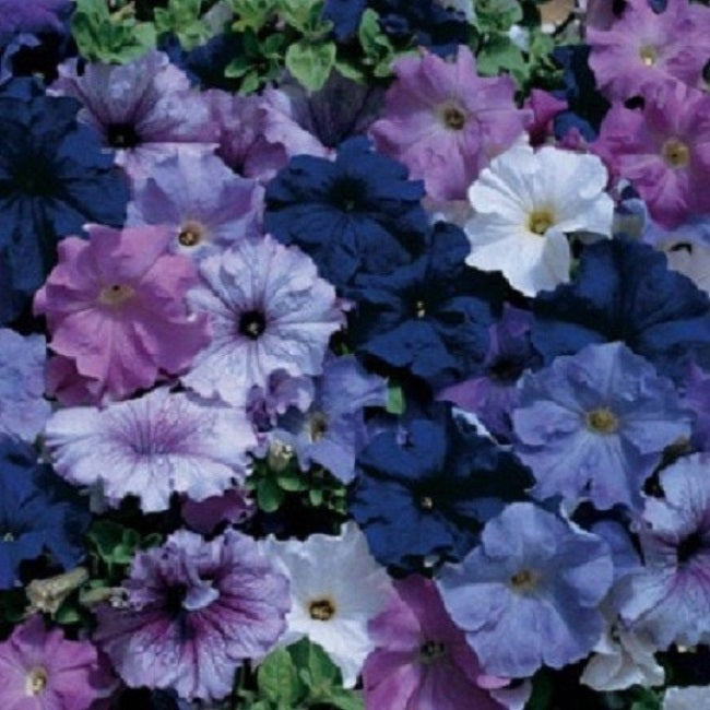 Pelleted Aladdin Nautical Mix Petunia Seeds 25 thru 500 seeds