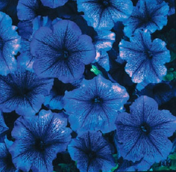 Pelleted Petunia Seeds 50 thru 1,000 Celebrity Blue Ice Petunia Flower Seeds