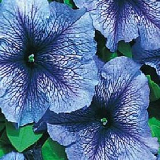 Petunia Seeds 25 thru 1,000 Pelleted Seeds Petunia Daddy Blue