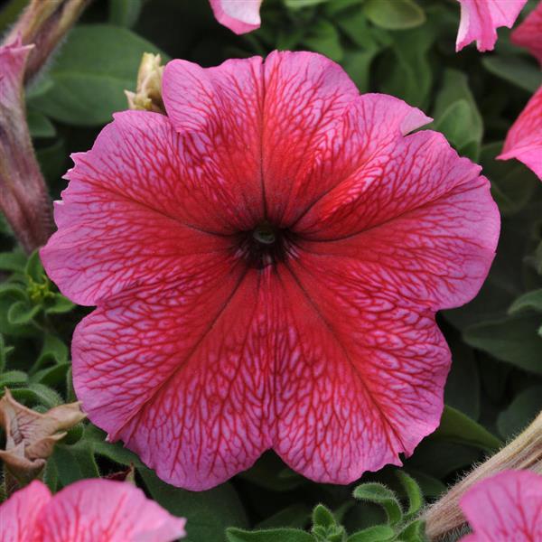 Fragrant Petunia 50 Pelleted Seeds Petunia Daddy Red