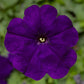 Petunia Seeds Damask Blue 50 Pelleted Seeds