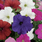 Flower Seeds Petunia Damask Mix 50 Pelleted Petunia Seeds