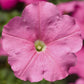 Flower Seeds Petunia Damask Pink 50 Pelleted Petunia Seeds