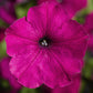 Petunias Damask Purple 50 Pelleted Petunia Seeds