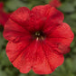 Petunias Damask Red 50 Pelleted Petunia Seeds