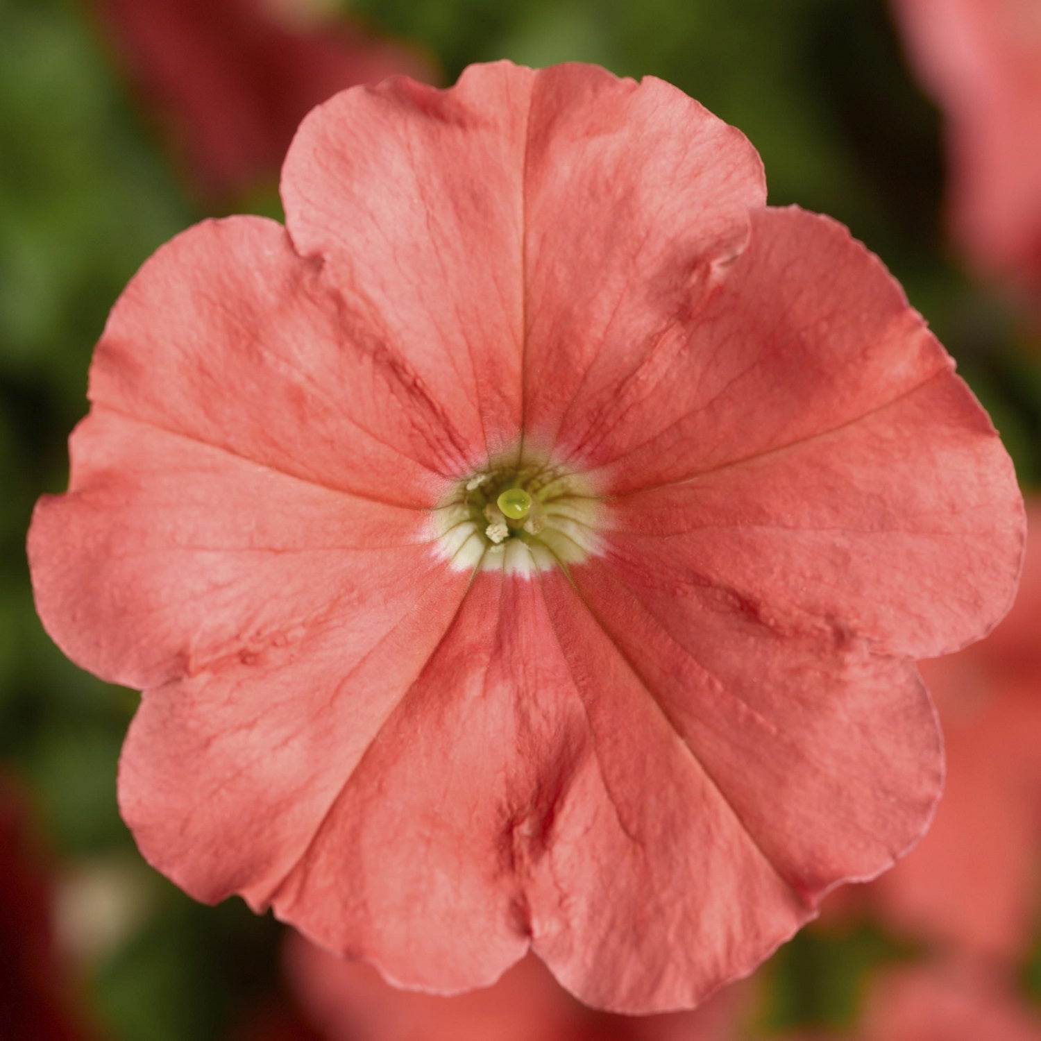 Petunias Damask Salmon 50 Pelleted Petunia Seeds