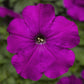 Petunia Seeds Damask Violet 50 Pelleted Seeds