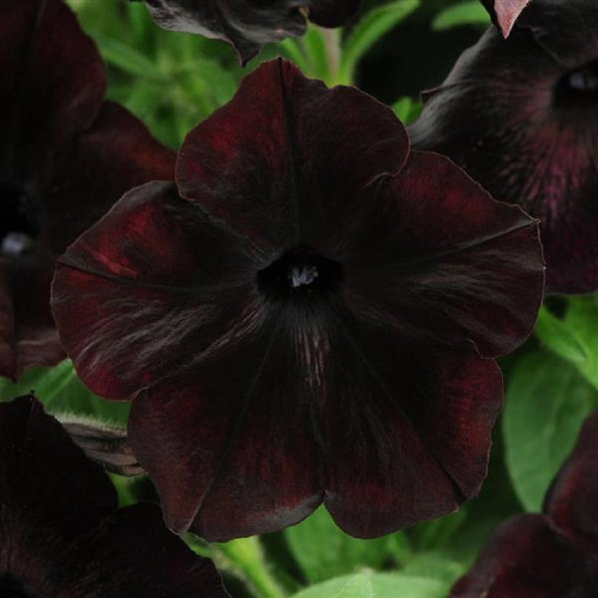 Debonair Black Cherry Petunia Seeds 15 thru 100 Pelleted Seeds