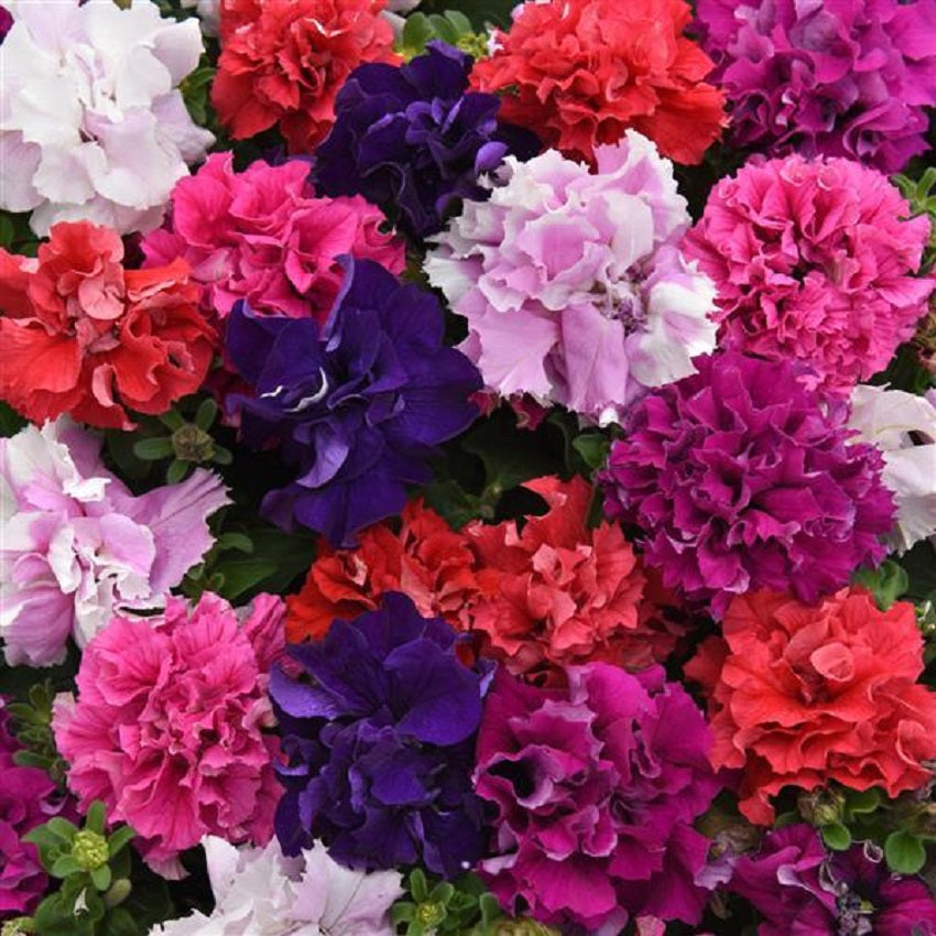 Bulk Petunia Seeds 1,000 Pelleted Petunias Double Cascade Mix