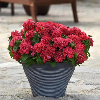 Petunia Seeds Double Cascade Valentine 25 thru 500 Pelleted Seeds