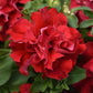 Petunia Seeds Double Cascade Valentine 25 thru 500 Pelleted Seeds