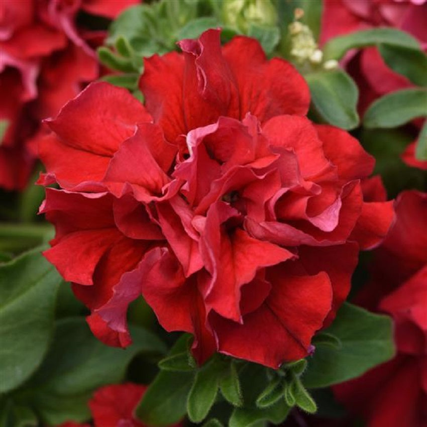 Petunia Seeds Double Cascade Valentine 100 Pelleted Seeds