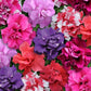 Petunia Seeds Double Madness Mix 50 Pelleted Seeds