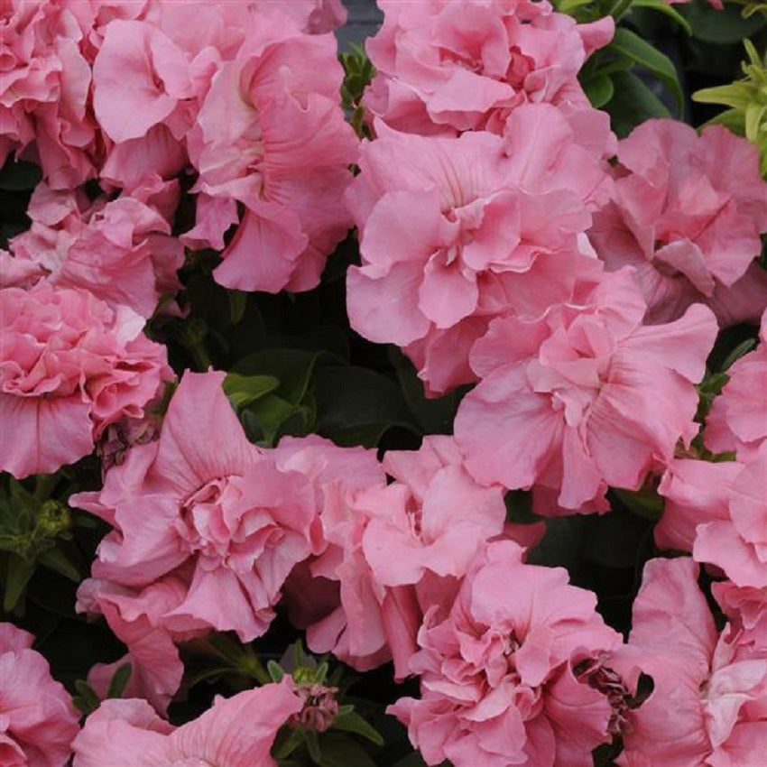 Petunia Seeds Double Madness Pink Satin 50 Pelleted Seeds ...