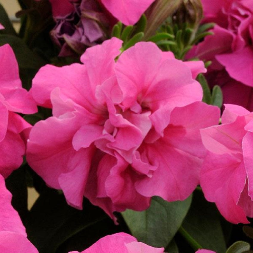 Petunias Seeds Double Madness Rose 25 thru 500 Pelleted Seeds