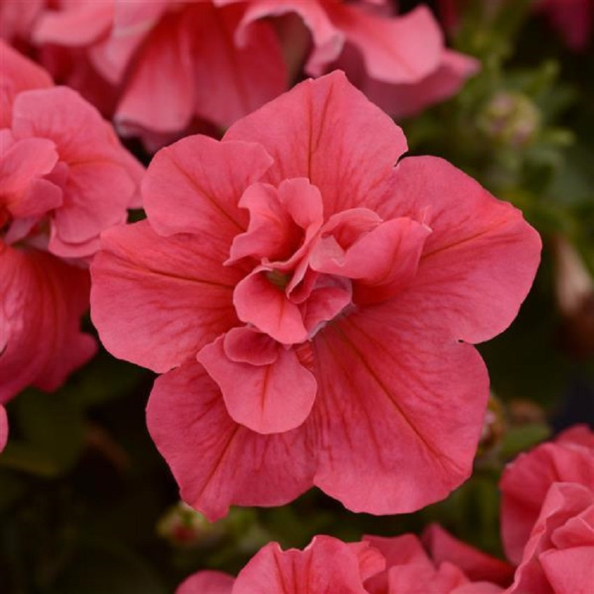 Petunias Seeds Double Madness Salmon 25 thru 500 Pelleted Seeds