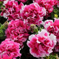 Petunias Seeds Double Piroutte Rose 50 Pelleted Seeds