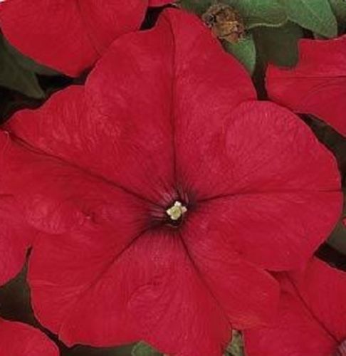 Petunia Seeds 50 Pelleted Seeds Dreams Red