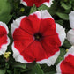 Petunia Seeds 50 Pelleted Seeds Dreams Red Picotee