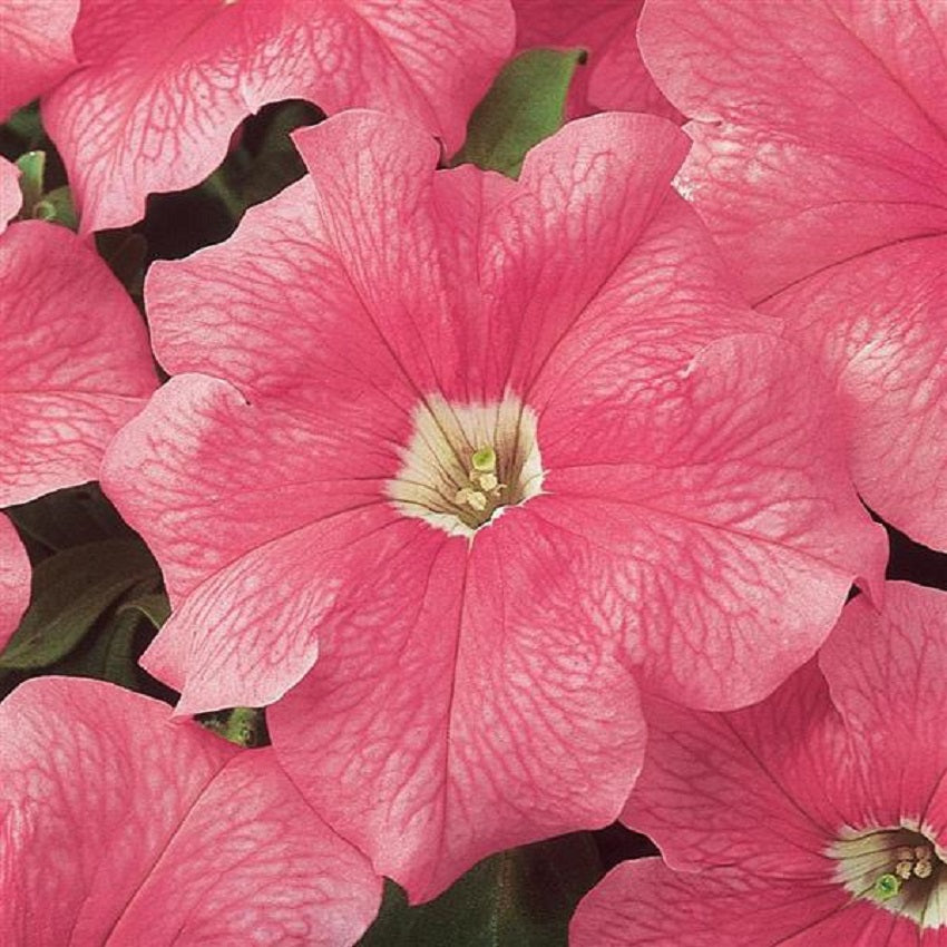 Petunia Seeds 50 Pelleted Seeds Dreams Salmon