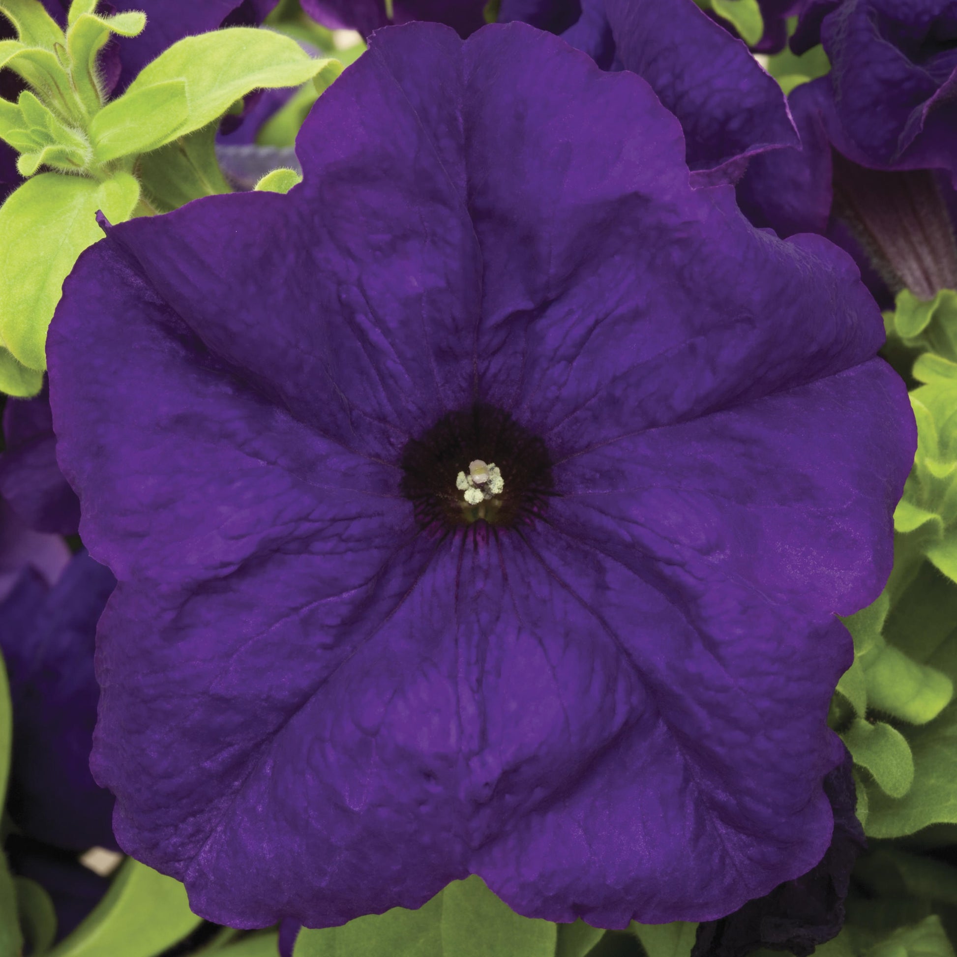 Petunia Seeds Duvet Blue 25 thru 1,000 Pelleted Seeds