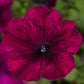 Petunia Seeds Duvet Burgundy 50 Pelleted Seeds