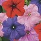 Petunia Seeds Duvet Mix 50 Pelleted Seeds