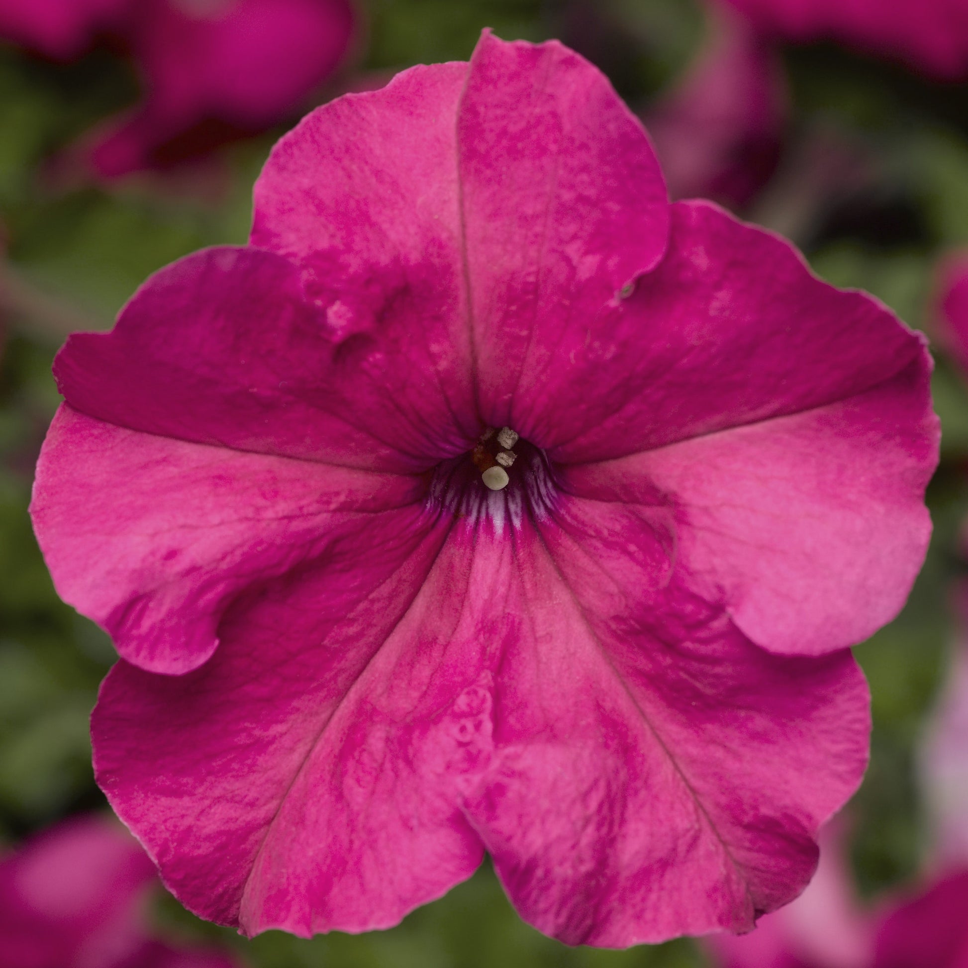 Petunia Seeds Duvet Pink 50 Pelleted Seeds