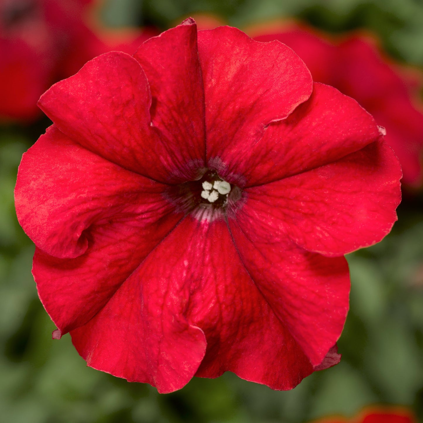 Petunia Seeds Duvet Red 50 Pelleted Seeds