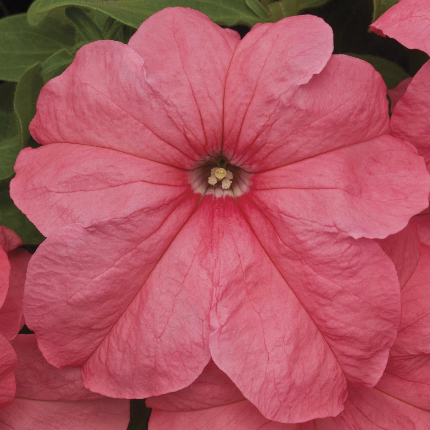 Petunia Seeds Duvet Salmon 50 Pelleted Seeds