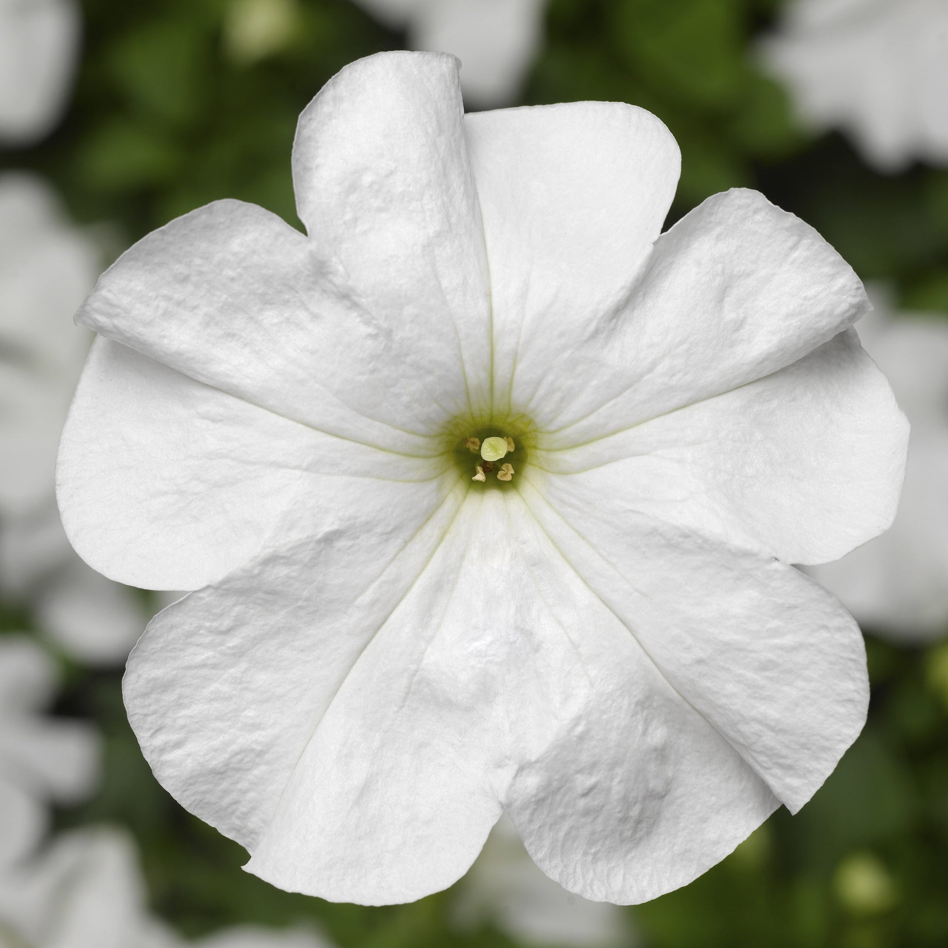 Petunia Seeds Duvet White 50 Pelleted Seeds