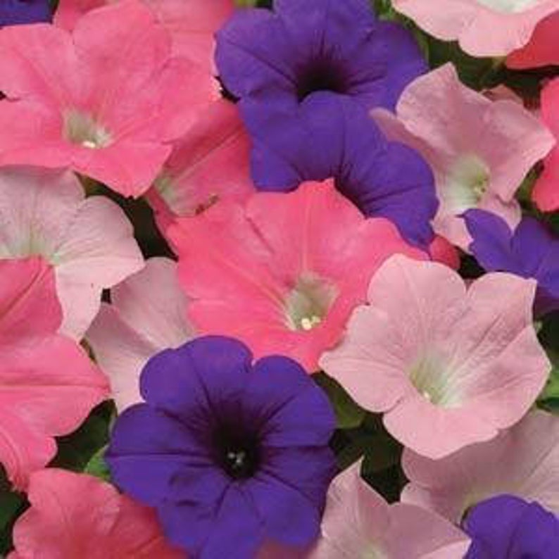 Wave Petunia Seeds Easy Wave Beach Comber 25 Pelleted Seeds