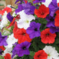 Bulk Petunia Seeds 1,000 Easy Wave Flag Mix Pelleted Seeds