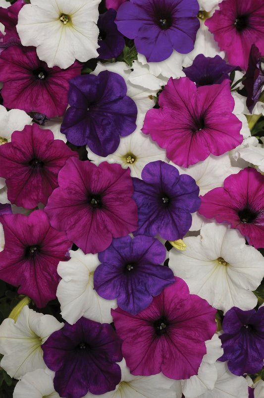 Trailing Petunia Seeds Easy Wave Great Lakes 15 thru 100 Pelleted Petunia Seeds