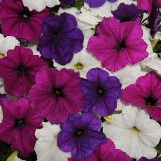 Easy Wave Petunia Seeds Great Lake Mix 25 Pelleted Seeds