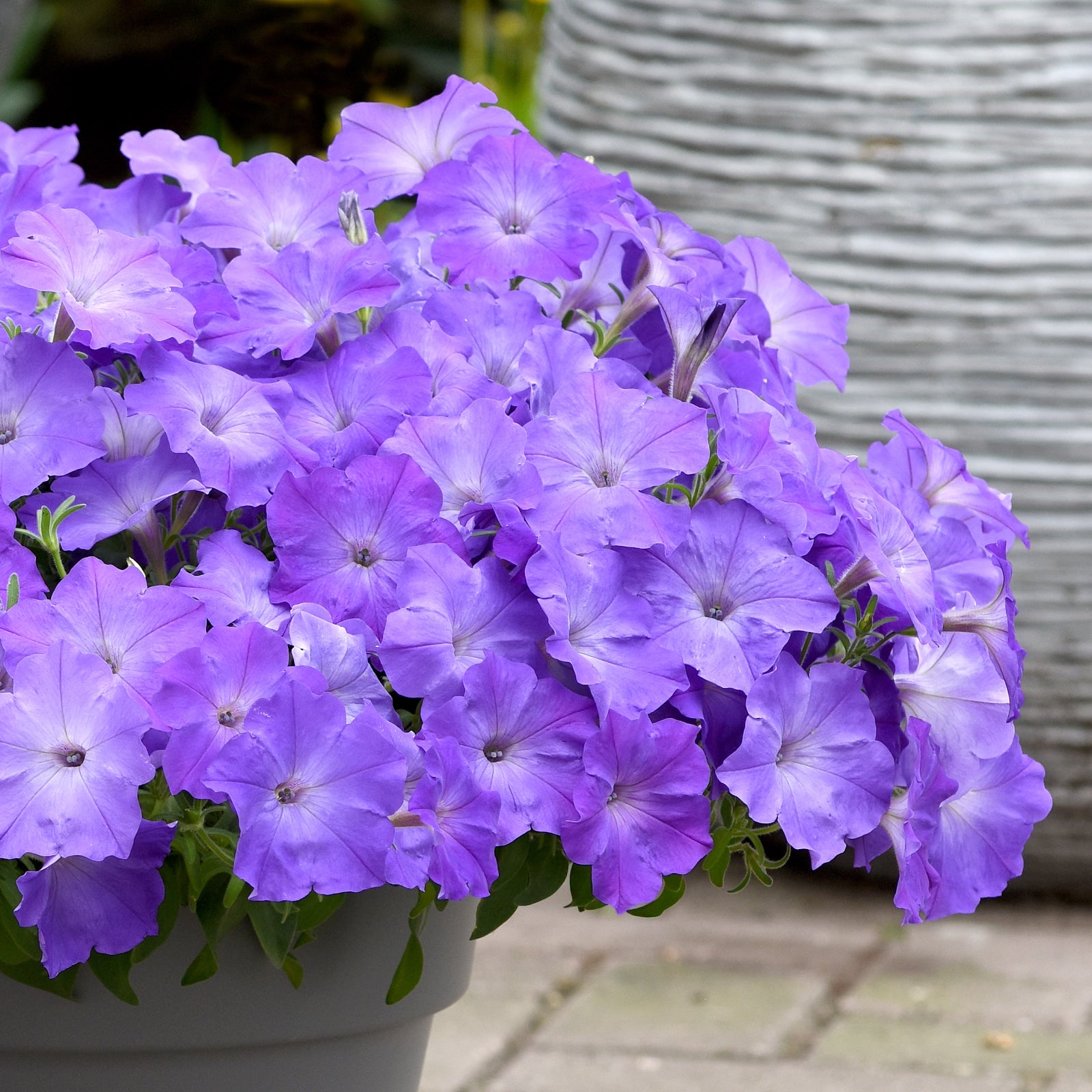 Trailing Petunia Seeds Easy Wave Lavender Sky Blue 15 thru 100 Pelleted Petunia Seeds