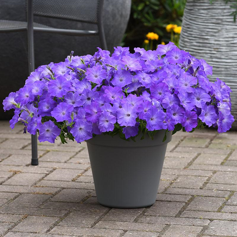 Trailing Petunia Seeds Easy Wave Lavender Sky Blue 15 thru 100 Pelleted Petunia Seeds