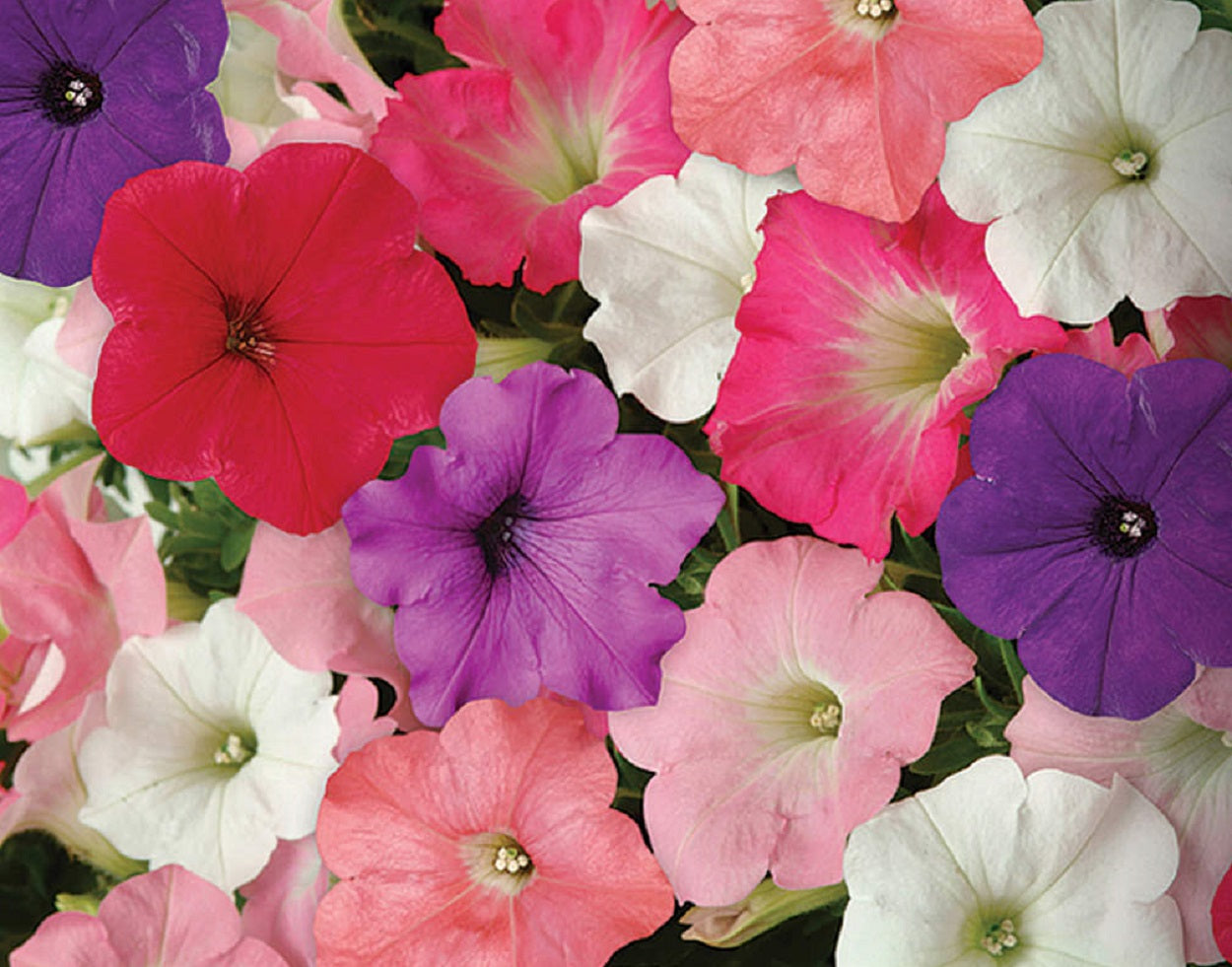 Easy Wave Petunia Seeds Mix 25 Pelleted Seeds