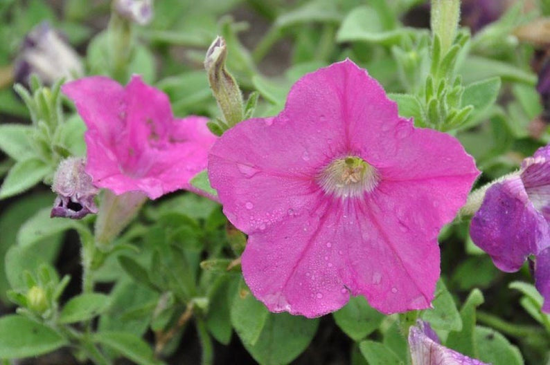 Easy Wave Petunia Seeds Neon Rose 25 Pelleted Seeds