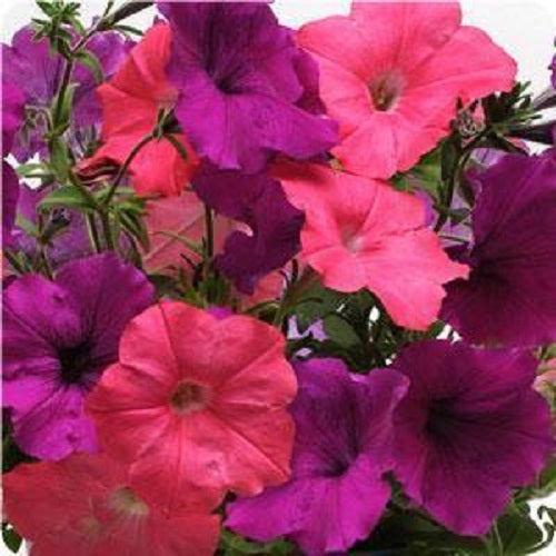 25 Pelleted Petunia Seeds Easy Wave Opposites Attracts Mix